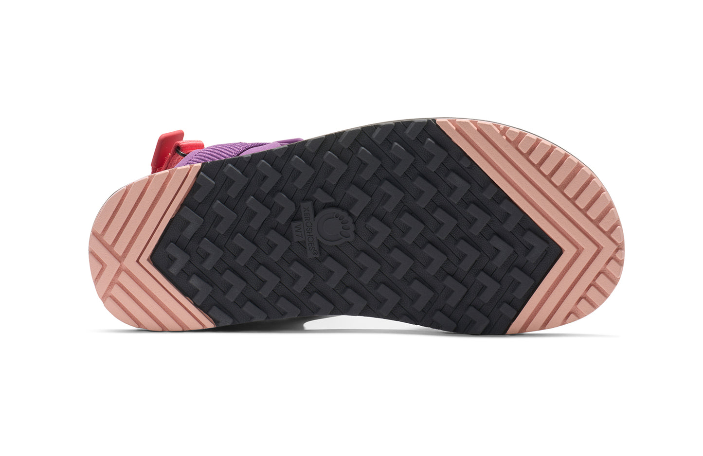 Dewberry Multi