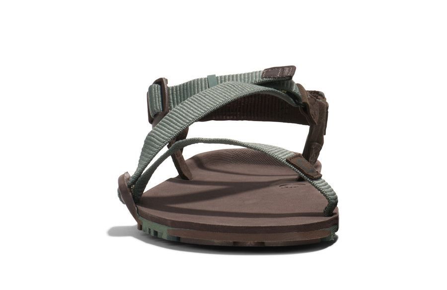 Dark Forest / Java Brown