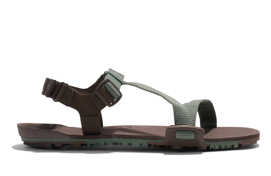 Dark Forest / Java Brown